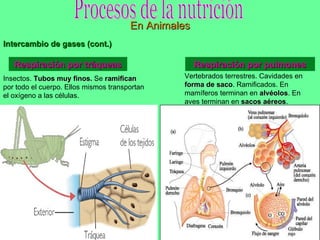 Procesos de la nutrición En Animales Intercambio de gases (cont.) Respiración por tráqueas Respiración por pulmones Insectos.  Tubos muy finos.  Se  ramifican  por todo el cuerpo. Ellos mismos transportan el oxígeno a las células. Vertebrados terrestres. Cavidades en  forma de saco . Ramificados. En mamíferos terminan en  alvéolos . En aves terminan en  sacos aéreos . 