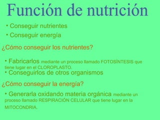 Función de nutrición Conseguir nutrientes Conseguir energía ¿Cómo conseguir los nutrientes? Fabricarlos  mediante un proceso llamado FOTOSÍNTESIS que tiene lugar en el CLOROPLASTO. Conseguirlos de otros organismos ¿Cómo conseguir la energía? Generarla oxidando materia orgánica  mediante un proceso llamado RESPIRACIÓN CELULAR que tiene lugar en la MITOCONDRIA.   
