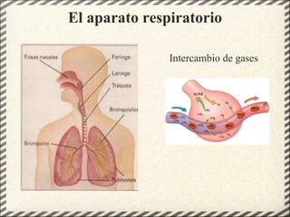 El aparato respiratorio            Intercambio de gases 