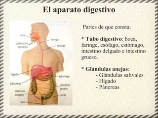 El aparato digestivo     Partes de que consta: *  Tubo digestivo : boca, faringe, esófago, estómago, intestino delgado e intestino grueso. *  Glándulas anejas :            - Glándulas salivales            - Hígado            - Páncreas 