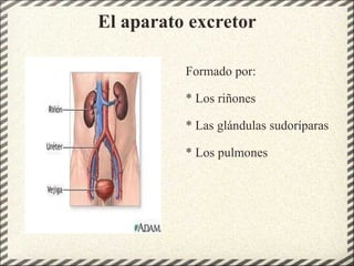 El aparato excretor Formado por:   * Los riñones   * Las glándulas sudoríparas   * Los pulmones 