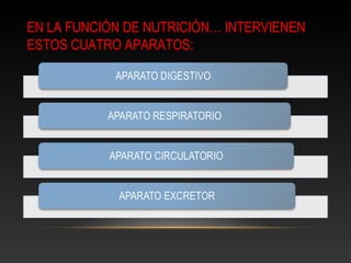 EN LA FUNCIÓN DE NUTRICIÓN… INTERVIENEN
ESTOS CUATRO APARATOS:
 