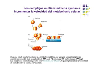 Los complejos multienzimáticos ayudan a
    incrementar la velocidad del metabolismo celular




Para una célula es vital mantener la actividad metabólica, por ejemplo, una célula típica de
mamíferos recambia toda su dotación de ATP cada 1-2 minutos (=107 moléculas de ATP/seg)
Las reacciones enzimáticas pueden estar limitadas por difusión, lo que implica la baja probabilidad
de colisión entre la enzima y el sustrato.
 