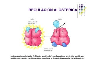 REGULACION ALOSTERICA




La interacción del efector (inhibidor o activador) con la proteína en el sitio alostérico,
produce un cambio conformacional que altera la disposición espacial del sitio activo.
 