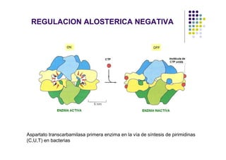 REGULACION ALOSTERICA NEGATIVA




Aspartato transcarbamilasa primera enzima en la vía de síntesis de pirimidinas
(C,U,T) en bacterias
 