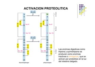 ACTIVACION PROTEOLITICA




                  Las enzimas digestivas como
                  tripsina y quimotripsina se
                  producen como enzimas
                  inactivas o zimógenos, que se
                  activan por proteólisis en la luz
                  del intestino delgado.
 