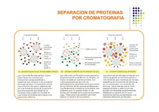 SEPARACION DE PROTEINAS
     POR CROMATOGRAFIA
 