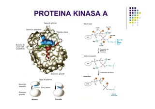 PROTEINA KINASA A
 