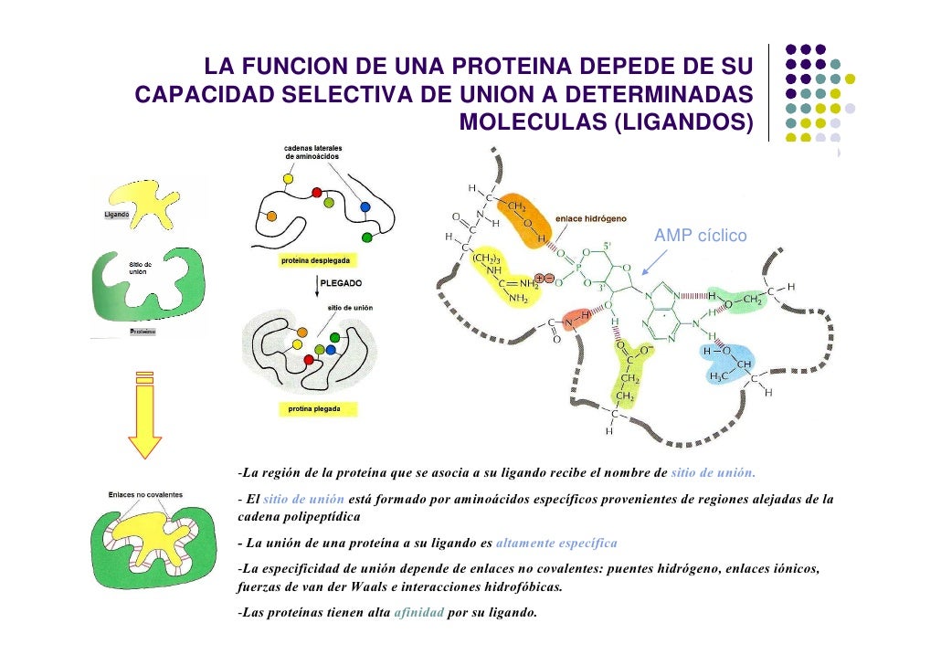 Que Son Las Proteinas Y Su Funcion es.slideshare.net
