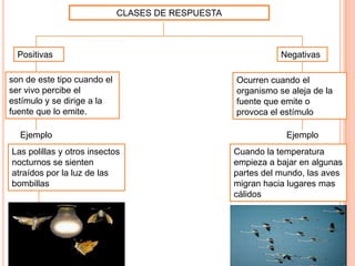 CLASES DE RESPUESTA
Positivas Negativas
son de este tipo cuando el
ser vivo percibe el
estímulo y se dirige a la
fuente que lo emite.
Ocurren cuando el
organismo se aleja de la
fuente que emite o
provoca el estímulo
Ejemplo Ejemplo
Las polillas y otros insectos
nocturnos se sienten
atraídos por la luz de las
bombillas
Cuando la temperatura
empieza a bajar en algunas
partes del mundo, las aves
migran hacia lugares mas
cálidos
 