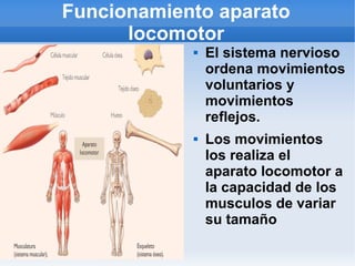 Funcionamiento aparato
locomotor
 El sistema nervioso
ordena movimientos
voluntarios y
movimientos
reflejos.
 Los movimientos
los realiza el
aparato locomotor a
la capacidad de los
musculos de variar
su tamaño
 