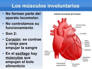 Los músculos involuntarios
 No forman parte del
aparato locomotor.
 No controlamos su
funcionamiento
 Son 2:
 Corazón: se contrae
y relaja para
empujar la sangre
 En el esófago hay
músculos que
empujan el bolo
alimenticio
 