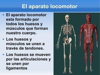 El aparato locomotor
 El aparato locomotor
esta formado por
todos los huesos y
músculos que forman
nuestro cuerpo.
 Los huesos y
músculos se unen a
través de tendones.
 Los huesos se mueven
por las articulaciones y
se unen por
ligamentos
 