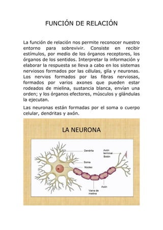 FUNCIÓN DE RELACIÓN
La función de relación nos permite reconocer nuestro
entorno para sobrevivir. Consiste en recibir
estímulos, por medio de los órganos receptores, los
órganos de los sentidos. Interpretar la información y
elaborar la respuesta se lleva a cabo en los sistemas
nerviosos formados por las células, glía y neuronas.
Los nervios formados por las fibras nerviosas,
formados por varios axones que pueden estar
rodeados de mielina, sustancia blanca, envían una
orden; y los órganos efectores, músculos y glándulas
la ejecutan.
Las neuronas están formadas por el soma o cuerpo
celular, dendritas y axón.
 