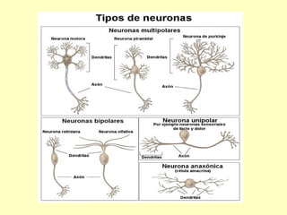 FUNCIÓN DE RELACIÓN Y COORDINACION
