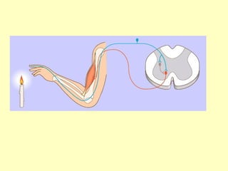 FUNCIÓN DE RELACIÓN Y COORDINACION