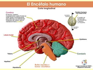 FUNCIÓN DE RELACIÓN Y COORDINACION