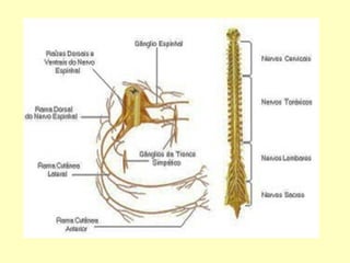 FUNCIÓN DE RELACIÓN Y COORDINACION