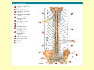 FUNCIÓN DE RELACIÓN Y COORDINACION