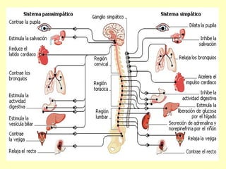 FUNCIÓN DE RELACIÓN Y COORDINACION