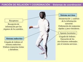 FUNCIÓN DE RELACIÓN Y COORDINACIÓN : Sistemas de coordinación
Receptores
Aparato locomotor
Sistema endocrino
Sistema nervioso
Recepción de
información por los
órganos de los sentidos.
Llegada de órdenes al
sistema endocrino.
Elabora respuestas lentas
y duraderas.
Llegada de órdenes.
Ejecución de los
movimientos ordenados
por el sistema nervioso.
Interpretación y análisis
de la información
sensorial.
Elaboración de respuestas
rápidas y poco duraderas.
 