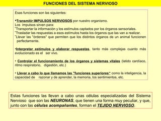 Esas funciones son las siguientes:
Transmitir IMPULSOS NERVIOSOS por nuestro organismo.
Los impulsos sirven para:
‾Transportar la información y los estímulos captados por los órganos sensoriales.
‾Trasladar las respuestas a esos estímulos hasta los órganos que las van a realizar.
‾Llevar las "órdenes" que permiten que los distintos órganos de un animal funcionen
perfectamente.
•Interpretar estímulos y elaborar respuestas, tanto más complejas cuanto más
evolucionado es el ser vivo.
• Controlar el funcionamiento de los órganos y sistemas vitales (latido cardíaco,
ritmo respiratorio, digestión, etc.)
• Llevar a cabo lo que llamamos las "funciones superiores“ como la inteligencia, la
capacidad de razonar y de aprender, la memoria, los sentimientos, etc.
FUNCIONES DEL SISTEMA NERVIOSO
Estas funciones las llevan a cabo unas células especializadas del Sistema
Nervioso que son las NEURONAS, que tienen una forma muy peculiar, y que,
junto con las células acompañantes, forman el TEJIDO NERVIOSO.
 