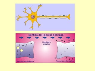 FUNCIÓN DE RELACIÓN Y COORDINACION