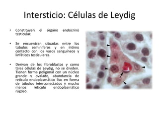 Intersticio: Células de Leydig
• Constituyen el órgano endocrino
testicular.
• Se encuentran situadas entre los
túbulos seminíferos y en íntimo
contacto con los vasos sanguíneos y
linfáticos testiculares.
• Derivan de los fibroblastos y como
tales células de Leydig, no se dividen.
Tienen forma poligonal con un núcleo
grande y ovalado, abundancia de
retículo endoplasmático liso en forma
de túbulos interconectados y mucho
menos retículo endoplasmático
rugoso.
 