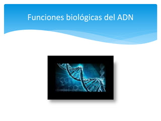 Funciones biológicas del ADN
 
