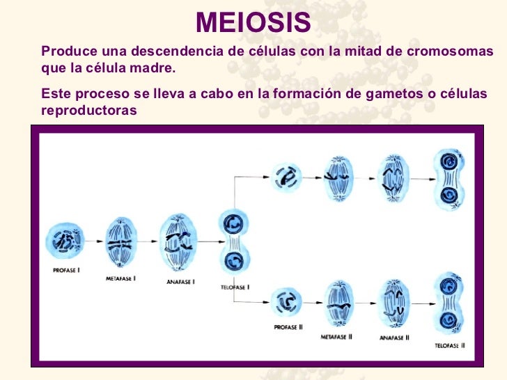 Funciones de la Célula Eucariota