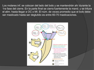 Los molares inf. se colocan del lado del bolo y se mantendrán ahí durante la
1ra fase del cierre. En la parte final se cierra fuertemente la mand. y se tritura
el alim. hasta llegar a OC o MI. El núm. de veces promedio que el bolo debe
ser masticado hasta ser deglutido es entre 60-70 masticaciones.
 