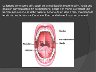 La lengua tiene como prin. papel en la masticación mover el alim. hacia una
posición correcta con el fin de masticarlo; obliga a la mand. a efectuar una
transtrusión cuando se debe pasar el bocado de un lado a otro, rompiendo la
teoría de que la masticación se efectúa con abatimientos y cierres mand.
 