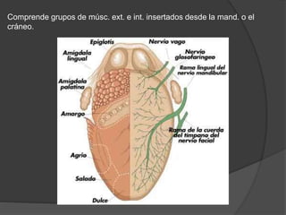 Comprende grupos de músc. ext. e int. insertados desde la mand. o el
cráneo.
 