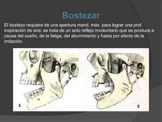 Bostezar
El bostezo requiere de una apertura mand. máx. para lograr una prof.
inspiración de aire; se trata de un acto reflejo involuntario que se produce a
causa del sueño, de la fatiga, del aburrimiento y hasta por efecto de la
imitación.
 