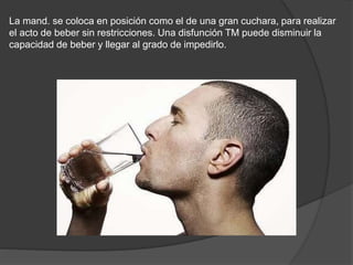 La mand. se coloca en posición como el de una gran cuchara, para realizar
el acto de beber sin restricciones. Una disfunción TM puede disminuir la
capacidad de beber y llegar al grado de impedirlo.
 