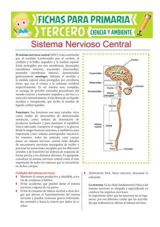 El sistema nervioso central (SNC): Está constituido
por el encéfalo (conformado por el cerebro, el
cerebelo y el bulbo raquídeo) y la médula espinal.
Están protegidos por tres membranas: duramadre
(membrana externa), aracnoides (intermedia),
piamadre (membrana interna), denominadas
genéricamente meninges. Además, el encéfalo y
la médula espinal están protegidos por envolturas
óseas, que son el cráneo y la columna vertebral
respectivamente. Es un sistema muy complejo,
se encarga de percibir estímulos procedentes del
mundo exterior y transmitir impulsos a nervios y a
músculos instintivamente. Están llenos de un líquido
incoloro y transparente, que recibe el nombre de
líquido cefalorraquídeo.
Funciones: Sus funciones son muy variadas: sirve
como medio de intercambio de determinadas
sustancias, como sistema de eliminación de
productos residuales y para mantener el equilibrio
iónico adecuado, transporta el oxígeno y la glucosa
desde la sangre hasta las neuronas, y también es muy
importante como sistema amortiguador mecánico.
En resumen, todos los animales cuyo cuerpo
posee un sistema nervioso central están dotados
de mecanismos nerviosos encargados de recibir y
procesar las sensaciones recogidas por los diferentes
sentidos y de transmitir las órdenes de respuesta de
forma precisa a los distintos efectores. Es apropiado
considerar al sistema nervioso central como el más
importante de todos los sistemas que se encuentran
en dichos cuerpos.
Cuidados del sistema nervioso:
Z
Z Mantener el cuerpo productivo y saludable, a tra-
vés de conductas y hábitos.
Z
Z Evitar accidentes que puedan dañar el sistema
nervioso o alguna de sus partes.
Z
Z Evitar el consumo de tabaco, alcohol u otras dro-
gas que afectan el funcionamiento del sistema
nervioso y pueden ocasionar graves enfermeda-
des mentales y hasta la muerte por daños al ce-
rebro.
Z
Z Alimentarse bien, hacer ejercicio, descansar lo
suficiente.
	 La neurona: Es la célula fundamental y básica del
sistema nervioso, es alargada y especializada en
conducir los impulsos nerviosos.
	 Es importante saber que las neuronas no se rege-
neran, por eso debemos cuidar que las activida-
des que realizamos no afecten al sistema nervioso.
Sistema Nervioso Central
 