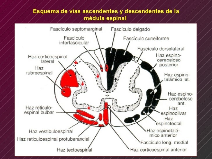 Funciones Motoras. Fisiologia