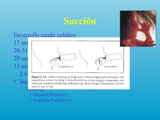 Succión Desarrollo caudo cefalico 17 sem  ->  inicia succión 28-31 sem  ->  succión digital 29 sem  ->  succión no nutritiva 33 semanas 2 tipos:  Suckling: Presión (+) Sucking  Succión Presión (-) Exprimir Presión (+) 