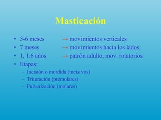 Masticación 5-6 meses  ->  movimientos verticales 7 meses  ->  movimientos hacia los lados 1, 1.6 años  ->  patrón adulto, mov. rotatorios Etapas: Incisión o mordida (incisivos) Trituración (premolares) Pulverización (molares) 