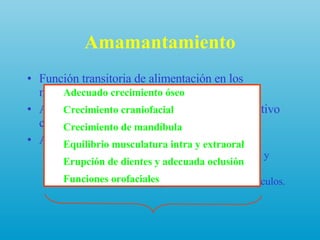 Amamantamiento Función transitoria de alimentación en los mamíferos Amamantar: es un continuo proceso reproductivo como etapa de gestación externa.  Al succionar el pecho materno: Se establece patrón adecuado de respiración nasal y postura correcta de lengua. Se estimula adecuada y equilibradamente los músculos. Adecuado crecimiento óseo Crecimiento craniofacial Crecimiento de mandíbula Equilibrio musculatura intra y extraoral Erupción de dientes y adecuada oclusión Funciones orofaciales 