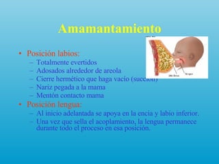Amamantamiento Posición labios: Totalmente evertidos Adosados alrededor de areola Cierre hermético que haga vacío (succión) Nariz pegada a la mama Mentón contacto mama Posición lengua:  Al inicio adelantada se apoya en la encia y labio inferior. Una vez que sella el acoplamiento, la lengua permanece durante todo el proceso en esa posición. 