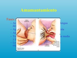 Amamantamiento Fases acoplamiento Acercamiento al pezón con boca abierta y lengua descendida Agarre firme del pezón y succión preparatoria Adosamiento hermético de labios a areola Tracción firme del pezón-areola con la parte media y posterior de la lengua  La lengua adelanta permite amplitud de los espacios 