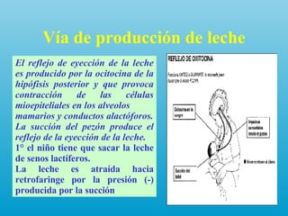 Vía de producción de leche El reflejo de eyección de la leche es producido por la ocitocina de la hipófisis posterior y que provoca contracción de las células mioepiteliales en los alveolos mamarios y conductos alactóforos. La succión del pezón produce el reflejo de la eyección de la leche. 1° el niño tiene que sacar la leche de senos lactíferos. La leche es atraída hacia retrofaringe por la presión (-) producida por la succión 