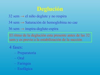 Deglución 4 fases: Preparatoria Oral Faringea Esofágica 32 sem  ->  el niño deglute y no respira 34 sem  ->  Saturación de hemoglobina no cae 36 sem  ->  inspira-deglute-espira El ritmo de la deglución esta presente antes de las 32 sem y es previo a la estabilización de la succión 