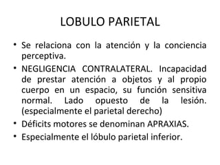 LOBULO PARIETAL
• Se relaciona con la atención y la conciencia
perceptiva.
• NEGLIGENCIA CONTRALATERAL. Incapacidad
de prestar atención a objetos y al propio
cuerpo en un espacio, su función sensitiva
normal. Lado opuesto de la lesión.
(especialmente el parietal derecho)
• Déficits motores se denominan APRAXIAS.
• Especialmente el lóbulo parietal inferior.
 