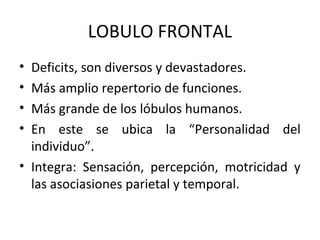 LOBULO FRONTAL
• Deficits, son diversos y devastadores.
• Más amplio repertorio de funciones.
• Más grande de los lóbulos humanos.
• En este se ubica la “Personalidad del
individuo”.
• Integra: Sensación, percepción, motricidad y
las asociasiones parietal y temporal.
 