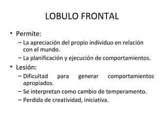 LOBULO FRONTAL
• Permite:
– La apreciación del propio individuo en relación
con el mundo.
– La planificación y ejecución de comportamientos.
• Lesión:
– Dificultad para generar comportamientos
apropiados.
– Se interpretan como cambio de temperamento.
– Perdida de creatividad, iniciativa.
 