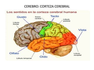 CEREBRO: CORTEZA CEREBRAL
 