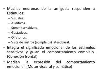 • Muchas neuronas de la amígdala responden a
Estímulos:
– Visuales.
– Auditivos.
– Somatosensitivos.
– Gustativos.
– Olfatorios.
– Vista de rostros (complejos) laterobasal.
• Integra el significado emocional de los estímulos
sensitivos y guían el comportamiento complejo.
(Conexión frontal)
• Median la expresión del comportamiento
emocional. (Motor visceral y somático)
 