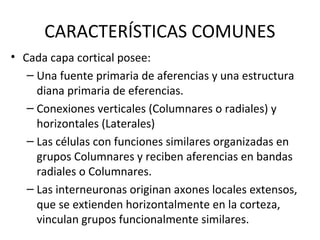 CARACTERÍSTICAS COMUNES
• Cada capa cortical posee:
– Una fuente primaria de aferencias y una estructura
diana primaria de eferencias.
– Conexiones verticales (Columnares o radiales) y
horizontales (Laterales)
– Las células con funciones similares organizadas en
grupos Columnares y reciben aferencias en bandas
radiales o Columnares.
– Las interneuronas originan axones locales extensos,
que se extienden horizontalmente en la corteza,
vinculan grupos funcionalmente similares.
 
